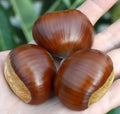 BOUCHE DE BETIZAC - Del Parco Regionale di Roccamonfina